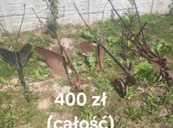 Grajewo ogłoszenia: Sprzedam - zdjęcie