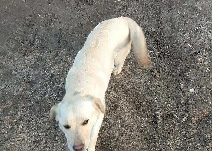 Grajewo ogłoszenia: Znaleziono dwa psy labladory poszukuję właściciela