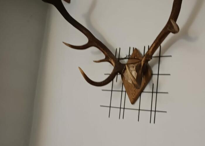 Grajewo ogłoszenia: Rogi jelenia